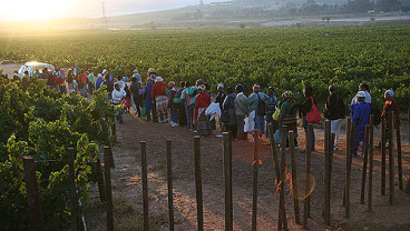 Winnice Afryki